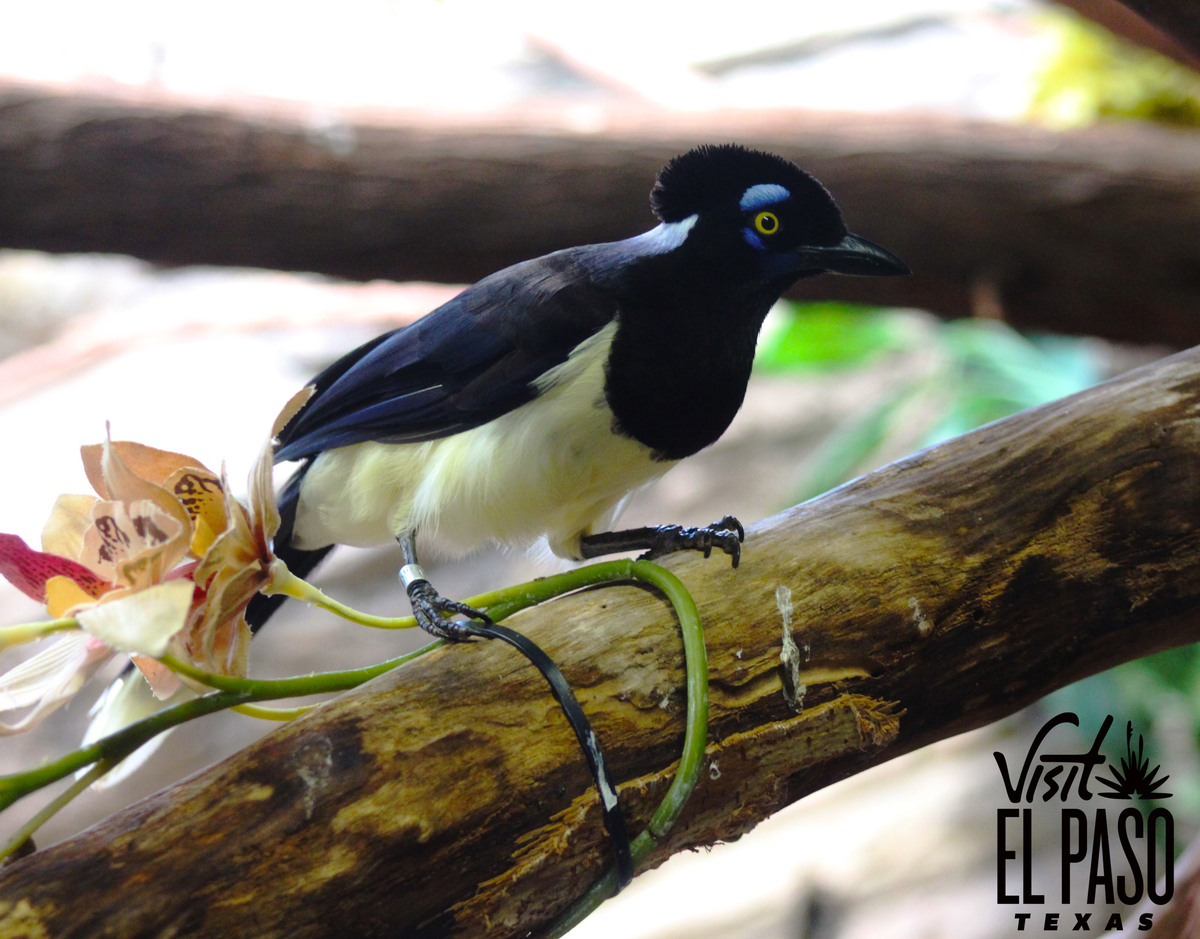 El Paso Zoo - Image Library - Media - Destination El Paso | El Paso, Texas